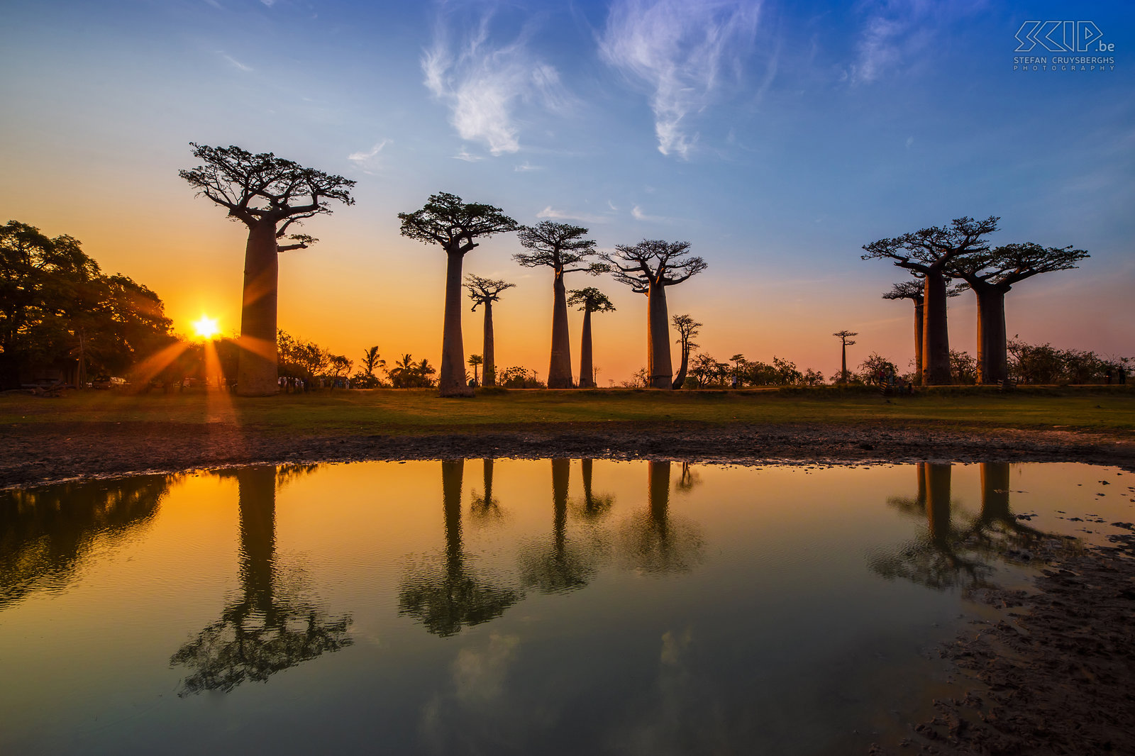 Zonsondergang aan de Baobablaan De ‘Baobab-laan’/'Avenue of Baobabs'/'Alley of baobabs'/'Allée des Baobabs' is één van de iconische plaatsen in Madagaskar. In het gebied tussen Morondava en Belon'i Tsiribihina in het westen van Madagaskar staan honderden indrukwekkende baobabs. Deze ‘laan’ is een prominente groep van 25 baobab bomen langs een onverharde weg. Baobabs zijn afkomstig uit Madagaskar. Zes van de acht bekende soorten zijn endemisch en de baobabs op de laan zijn 'Adansonia grandidieri', de hoogste baobab soorten. Deze bomen zijn 30 meter hoog en er wordt geschat dat ze meer dan 800 jaar oud zijn. Stefan Cruysberghs